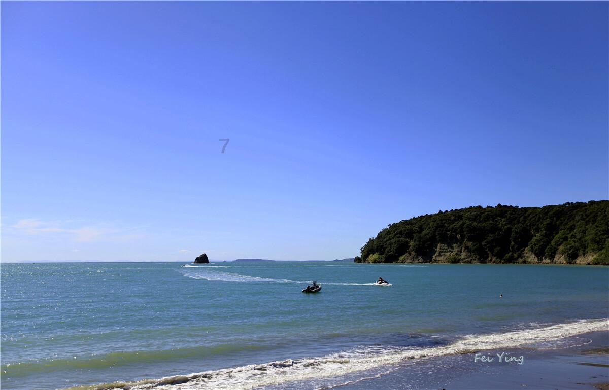 全球首次！江西阳际峰发现植物新种
